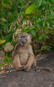 CTC Conservation Center