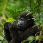 Bwindi National Park: Your Gateway to Gorilla Trekking in Uganda