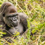 East Africa Rwanda Car Rental: Your Ultimate Guide to Exploring the Land of a Thousand Hills
