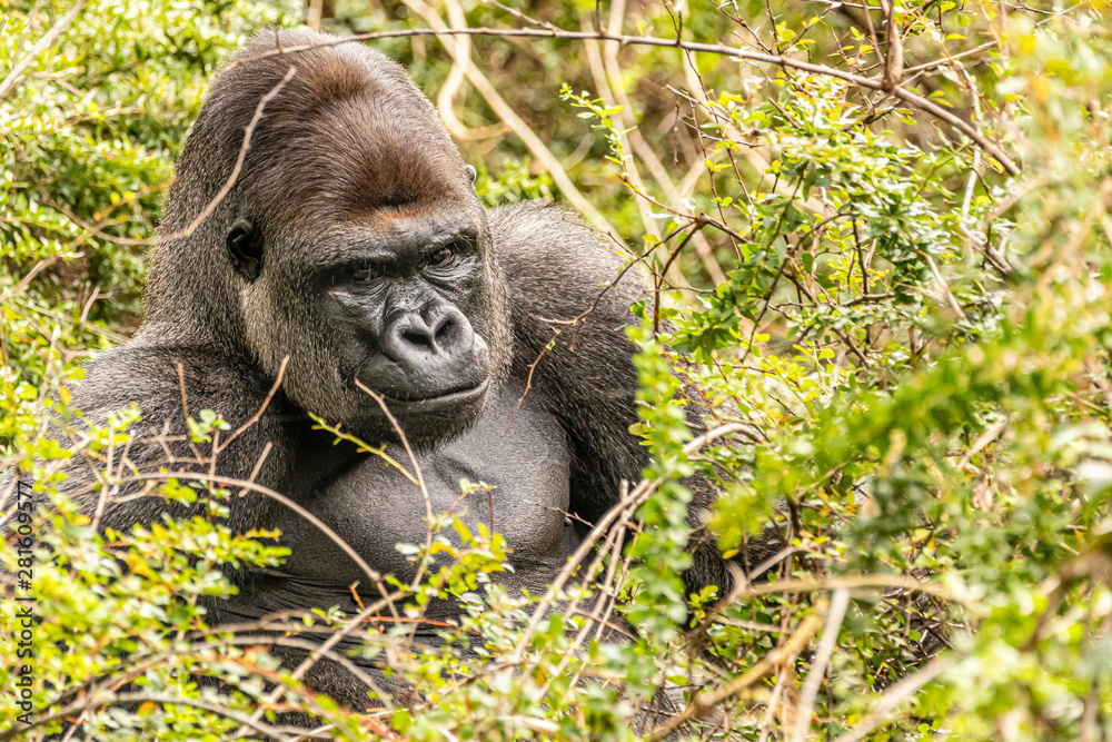 East Africa Rwanda