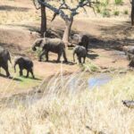 Your Gateway to Adventure in the Pearl of Africa!